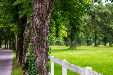 road with trees and white fence