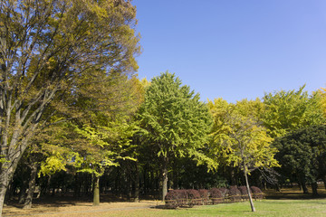 快晴青空　紅葉の代々木公園
