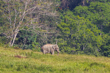 Wild elephant (Asian elephant) standing on the  field