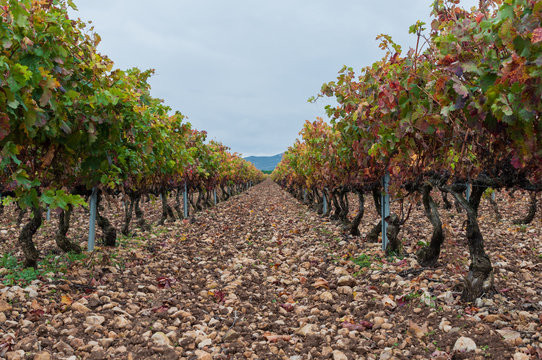 Rows of vineyard in autumn