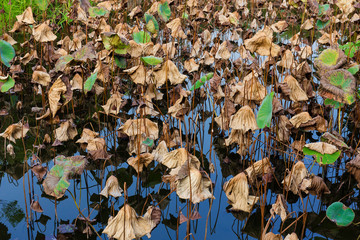 Dead of water lily