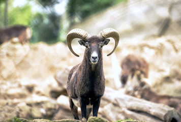 Naklejka na ściany i meble Montecristo goat portrait Italy