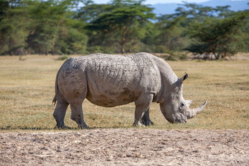 Obraz premium Safari - rhino
