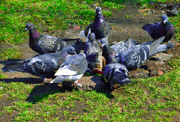 Fototapeta premium a flock of pigeons that drink water
