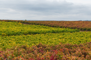 Fototapeta na wymiar Vineyards in autumn colors