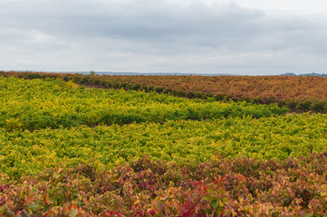 Vineyards in autumn colors