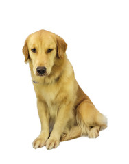 Fototapeta premium Pure Breed