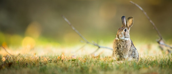 Cute rabbit in grass