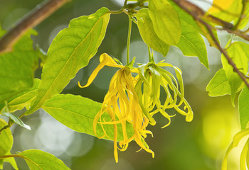 Dwarf Ylang-Ylang flower bloom in garden