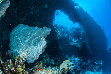 Naklejka premium Sea fan Annella mollis in Banda, Indonesia underwater