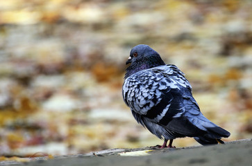Portrait of a pigeon.