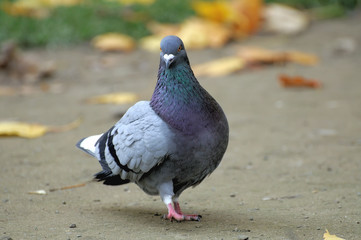 Portrait of a pigeon.