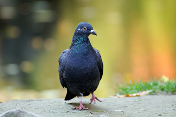 Portrait of a pigeon.