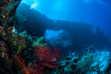 Naklejka na ściany i meble Sea fan Melithaea, sea fan Subergorgia in Banda underwater
