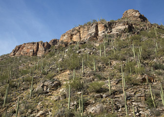 Fototapeta na wymiar Hill of Saguaros