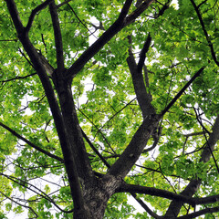 tree trunk with green foliage