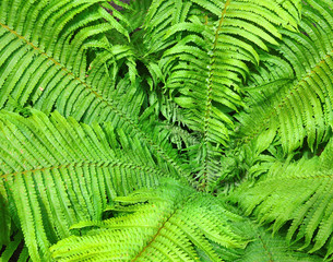 bush of fern close up