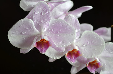 Fototapeta na wymiar light purple orchid with water drops