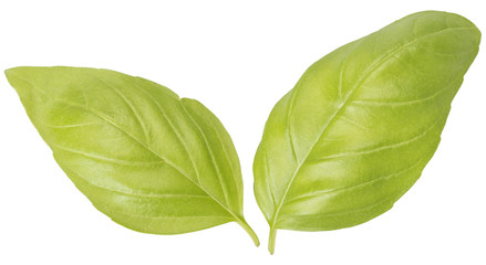 Obraz premium two basil leaves
