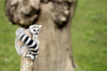 Lemur sitting on a log staring