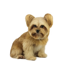 Dog with Serious Eye