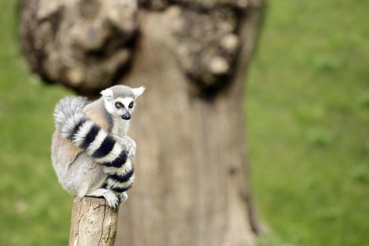 Lemur sitting on a log staring