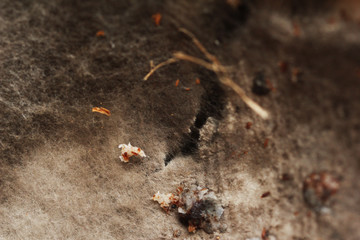 Close-up of mold (macro texture)