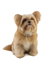 Dog Waiting for Snack