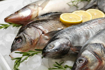 Fresh fish on ice