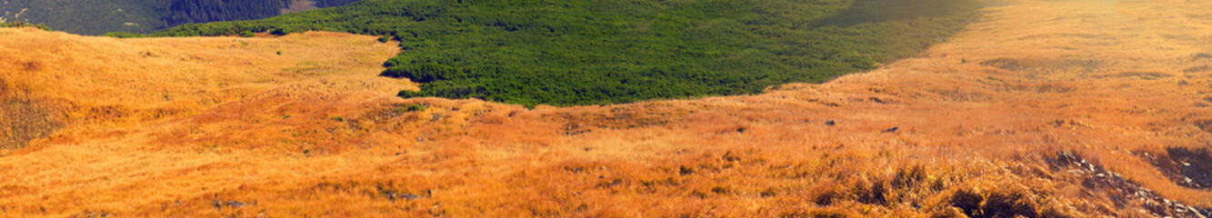 Obraz premium autumn grass