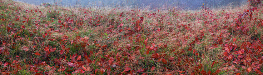 autumn grass