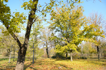 Obraz premium Beautiful autumn park