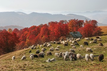 Obraz premium Transcarpathian pastures in autumn