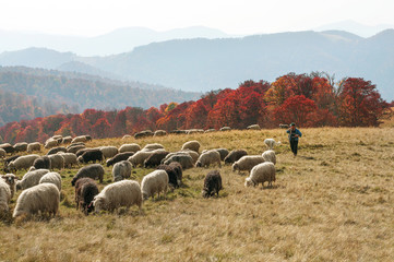 Transcarpathian pastures in autumn