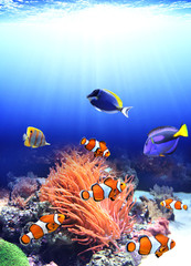 Obraz na płótnie Canvas Sea anemone and clown fish