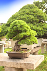 Bonsai in Humble Administrator's Garden, Suzhou, China