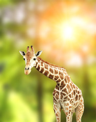 Giraffe