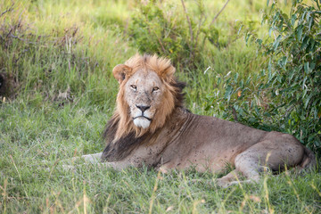 lion close up against green grass background