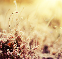 Frozen heather flower