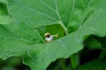 Obraz premium 雨蛙