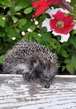 Hedgehog On The Fence Among The Flowers