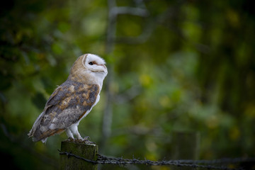 Woodland Barn Owl 3