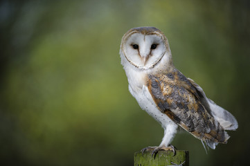 Woodland Barn Owl 2