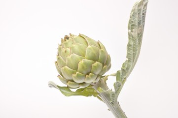 A freshy artichoke on white background