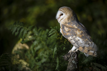 Woodland Barn Owl with Mouse