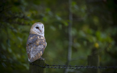 Woodland Barn Owl  1