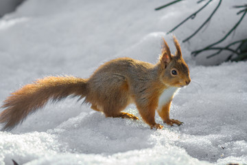 Naklejka na ściany i meble Red Squirrel standing on snow