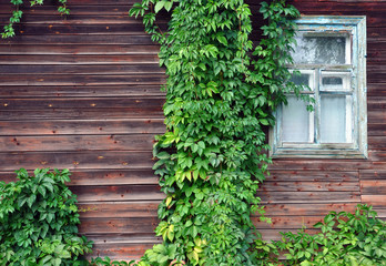 window of an old wooden house with ivy on it