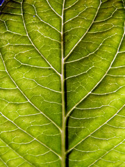 Green leaf close up