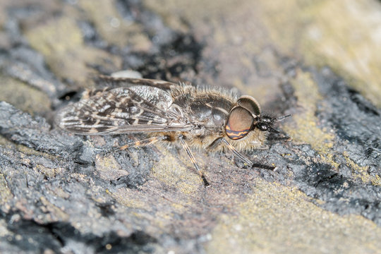 Horse Fly